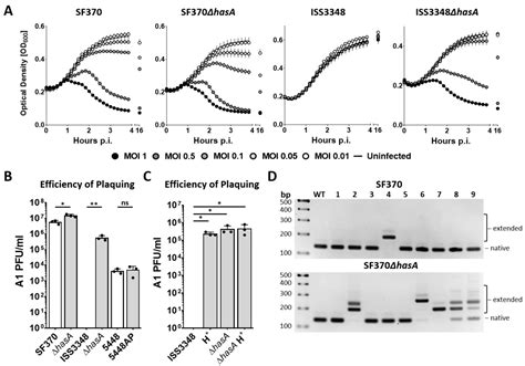 Survival Strategies of Streptococcus pyogenes in Response to 